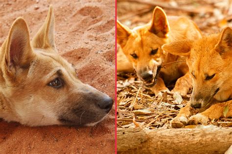 Do Dingoes Eat Babies The Story Behind A Dingo Ate My Baby