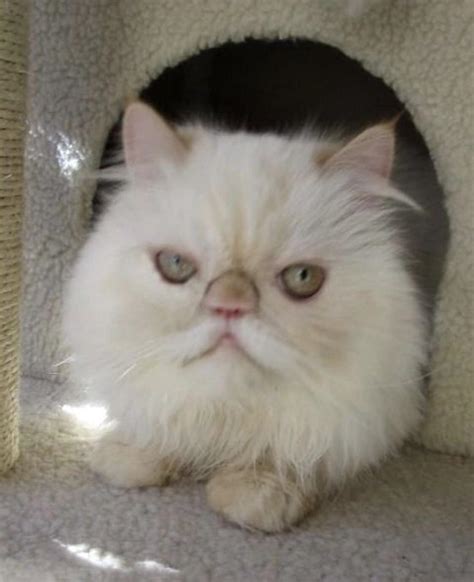 This Real Life Furby Is Up For Adoption At A Local Shelter Rpics