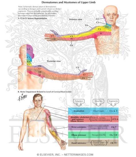Dermatomes And Myotomes Of Upper Limb Netter Medical Images