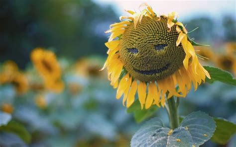 2880x1800 Sunflower Smiley Macbook Pro Retina Hd 4k Wallpapersimages