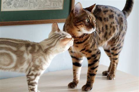 Distinctive Bengals Rare Cats Cats And Kittens Cats Meow Calico Cat