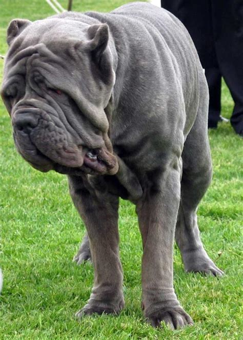 Neapolitan Mastiff Dog Breed Information And Pictures Petguide Petguide