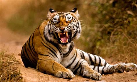 Indias Wild Tiger Population Rises 33 In Four Years