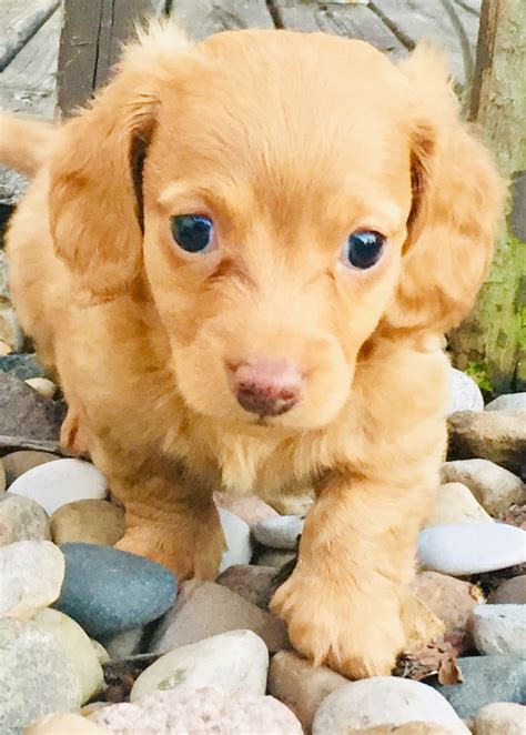Are you looking for a puppy? Dachshund Puppies For Sale | Bay City, MI #302717