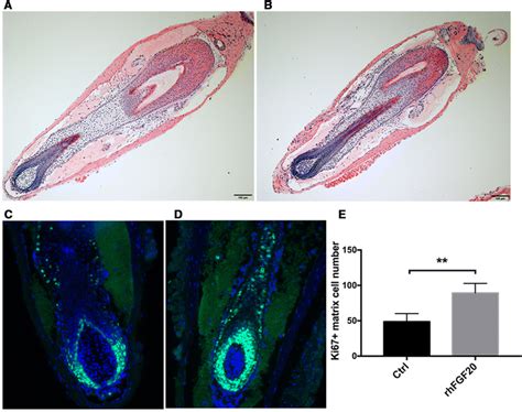 Histological Staining Of Control Group A And RhFGF20 100 Ng Ml Group