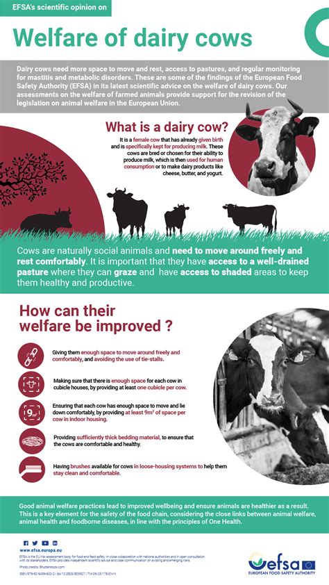 Welfare Of Dairy Cows Efsa