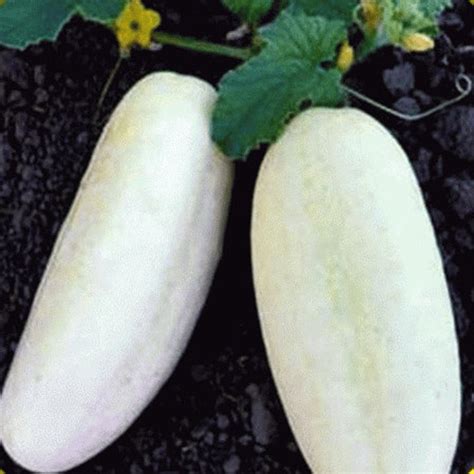 Organic White Cucumber Seeds White Wonder Etsy
