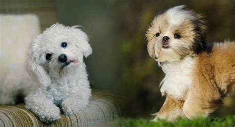 The petite and hypoallergenic maltese shih tzu puppies. Droll Maltese Shih Tzu Puppies For Sale Near Me - l2sanpiero