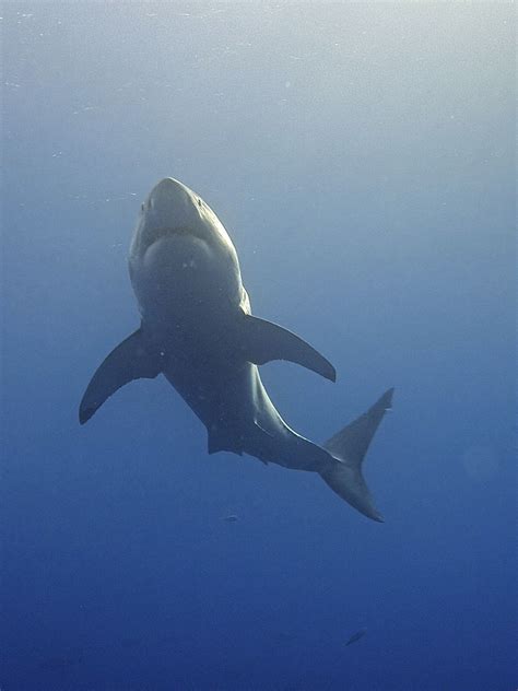 Great White Shark In British Waters Wildlife Online