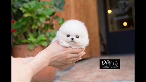 Amazing Cuteness Fluffy Lil Girl D Snow White Rolly Teacup Puppies