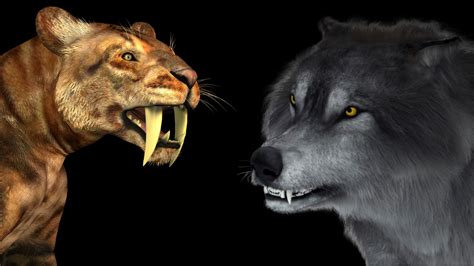 Dire Wolves And Saber Toothed Cats Could Have Gotten Arthritis As They