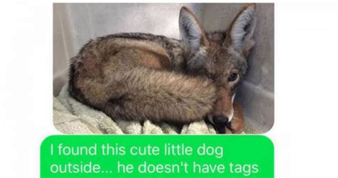 Wifes Epic Prank Convinces Husband She Adopted A Coyote