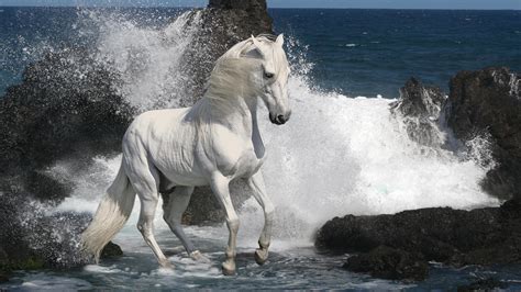 Animals Horses Mane White Bright Majestic Motion Beaches Nature