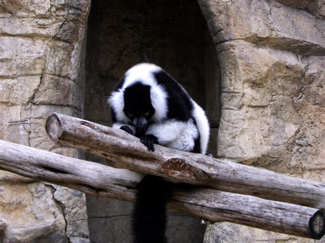 San Antonio Zoo Black White Lemur 01 By Coyotea9 On Deviantart