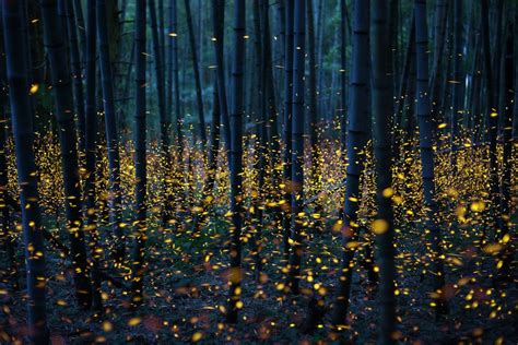 These Dazzling Long Exposures Capture Japans Fireflies Lichtverschmutzung Glühwürmchen