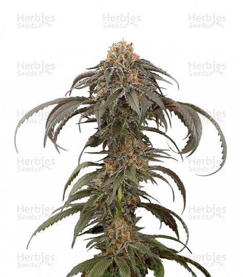 Video Purple Afghan Kush Dinafem Seeds Herbies