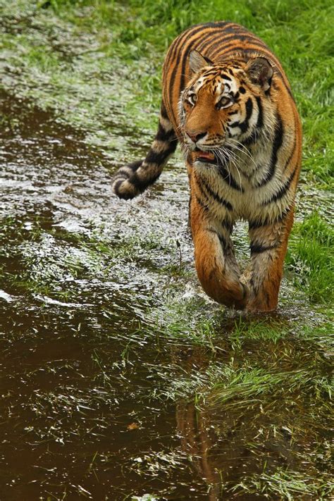 Siberian Tiger Tiger Pictures Animals Animals Beautiful