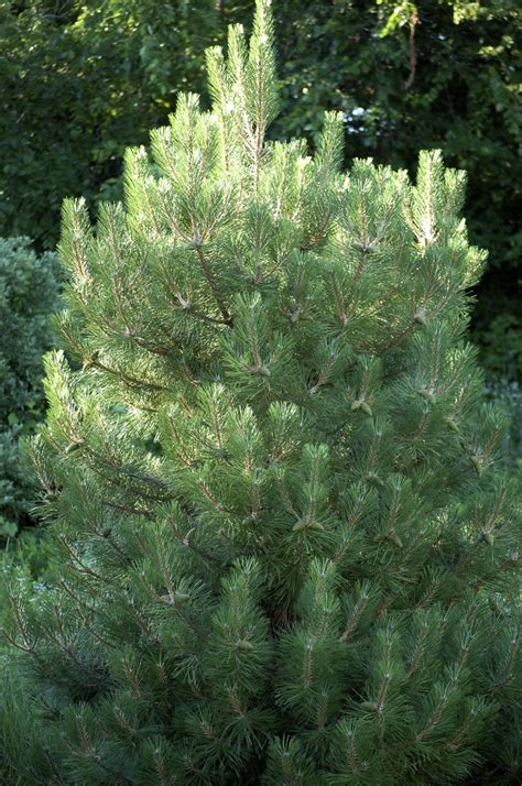 The uniqueness of the austrian pine has made it a much loved tree in the united states. Plant Inventory at 20 Timothy : Pinus nigra / Austrian Pine