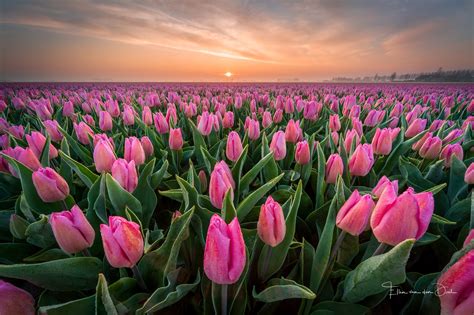 Ingyenes háttérképek Agro Plants mező virágok növények tulipán x WallpaperManiac