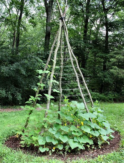 Cucumber Trellis Diy Bamboo Bamboo Trellis Connectors For Diy Bamboo