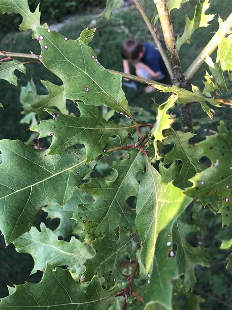 What Is Causing These Spots On My Shumard Oak Zone 8a Planted Last