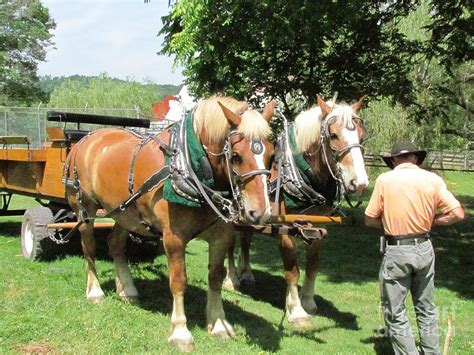 Mammoth Cave Horse Wagon Photograph By Ted Pollard Pixels