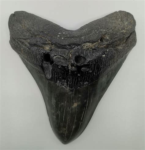 Megalodon Shark Tooth For Sale 60 Inches Fossil Realm
