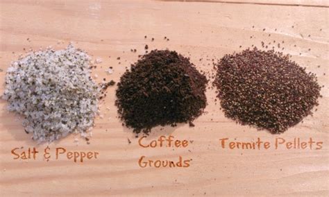 How To Identify Drywood Termite Droppings Thrasher Termite And Pest Control