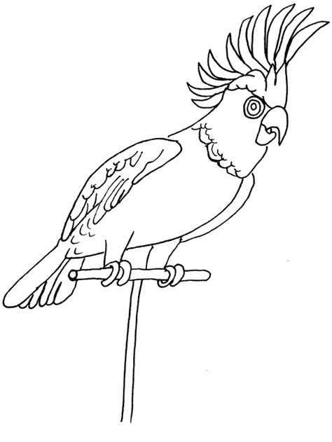 Adult coloring pages to print. Coloring Pages Of Parrots - Coloring Home