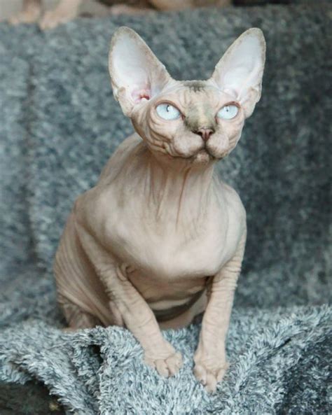 Peterbald kittens usually have some hair, but lose it as they mature. Gallery Talialida Sphynx Cattery