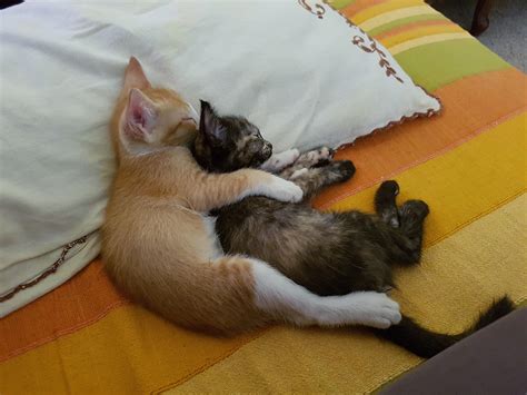 our two kittens sleeping peacefully r aww