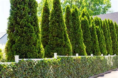 Emerald Green Arborvitae For Sale Buying And Growing Guide