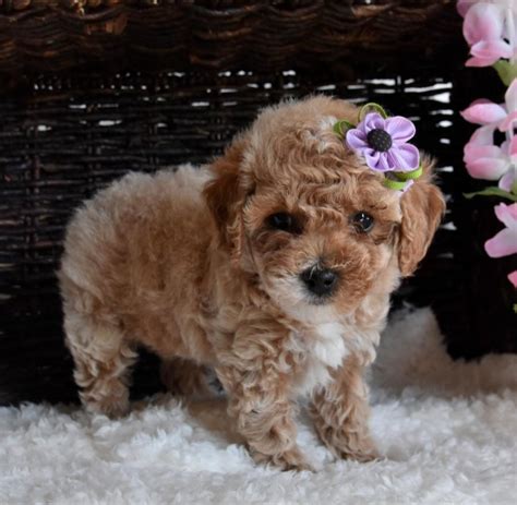 Purebred Akc Toy Poodle Puppies Los Angeles For Sale Los Angeles Pets Dogs
