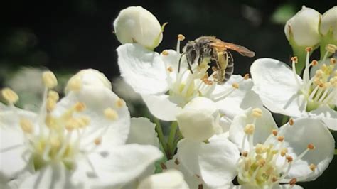 Save The Ohio Native Bees And Bumblebee Species Dirty Blooms