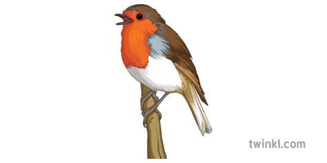 European Robin Bird Png Free Download Png Arts