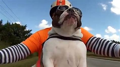 The Coolest Motorcycle Riding Bulldog Ever Video