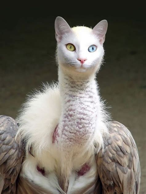 68 Unusual Cat And Bird Hybrids Bred In Photoshop Add Yours Weird