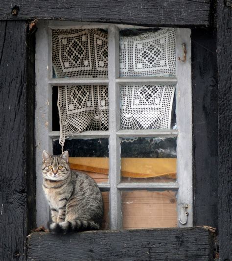 Mit einem diy kreidemaler winter fensterbild. Fenster mit Katze Foto & Bild | tiere, haustiere, katzen ...