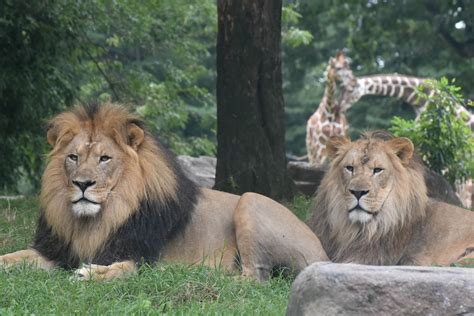 Maryland Zoo Lion Pride To Temporarily Move The Maryland Zoo