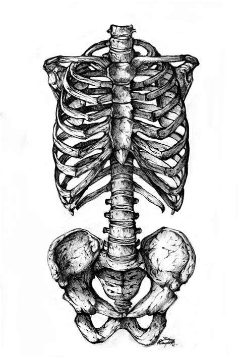 Eatsleepdraw Anatomy Art Skeleton Drawings Skeleton Art