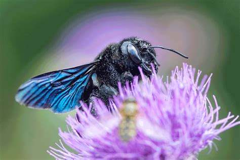 Meet Blue Bees—the Rare Gems Of The Insect World Brightly
