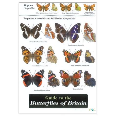 Field Guide To The Butterflies Of Britain Butterfly Species