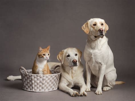 Artful Paws Photography Professional Pet Photography