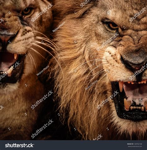 Close Up Shot Of Two Roaring Lion Stock Photo 128702108