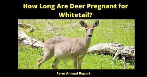 How Long Is A Deer Pregnancy Deer