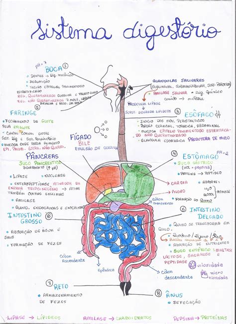 Sistema Do Corpo Humano Mapa Mental Edulearn