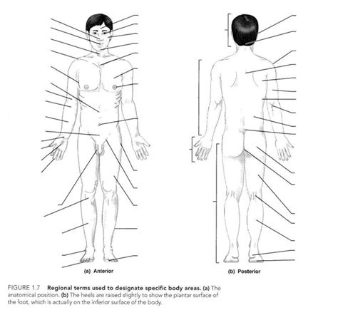 Blank Printable Anatomical Position