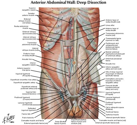 The pain tends to persist and it worsens with activity. Duke Anatomy - Lab 5: Anterior Abdominal Body Wall ...