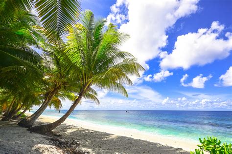 Green Palm Tree Near Beach Under Clear Blue Sky · Free Stock Photo