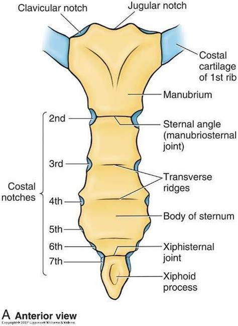 The sternum is comprised of three distinctive portions: anatomy quiz 3 at West Los Angeles Junior College - StudyBlue